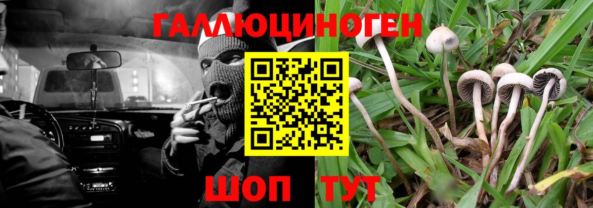 Псилоцибиновые грибы Psilocybe Лянтор